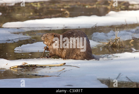 Beaver al lavoro in primavera Manitoba Foto Stock