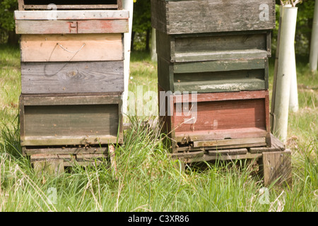 Regno Unito api attivo intorno alveari a fianco appena piantato alberi Foto Stock