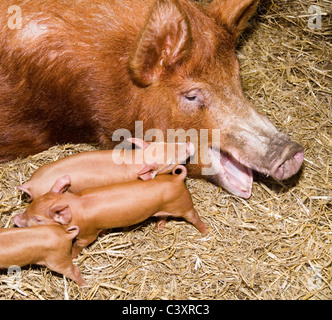 Tamworth seminare con suinetti Foto Stock