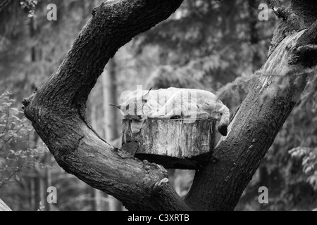 Una lince dormire nel pomeriggio di sole su una piattaforma in una struttura ad albero. Foto in bianco e nero per mettere in risalto i dettagli. Foto Stock