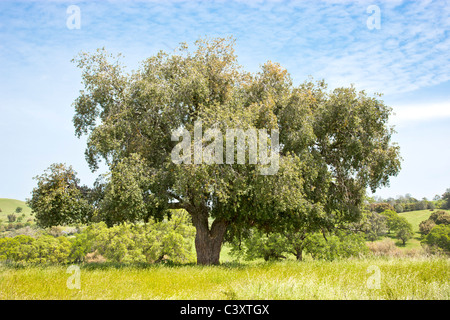 Cork Oak tree, primavera Foto Stock