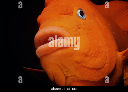 Garibaldi (Hypsypops rubicundus), il pesce dello Stato della California. Southern California, Stati Uniti d'America. Oceano Pacifico. Foto Stock