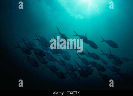 Acciaio (Pompanos Trachinotus stilbe) la scuola in mare aperto. Isole Galapagos, Ecuador, Oceano Pacifico. Foto Stock