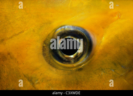 Primo piano di un carangidi Orangespotted (Carangoides bajad). Egitto, Mar Rosso. Foto Stock