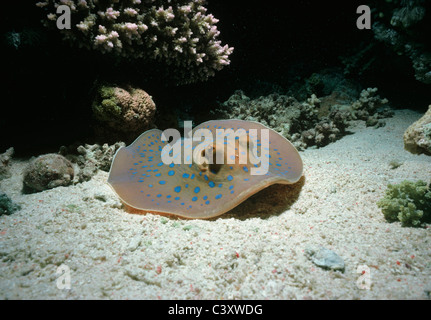 Velenoso Ribbontail Bluespotted Stingray (Taeniura lymma) poggia sulla barriera corallina. Egitto, Mar Rosso. Foto Stock