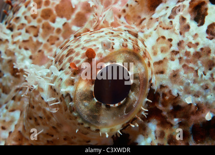 Occhio di un velenoso Tassled Scorfani (Scorpaneopsis oxcephalus). Egitto - Mar Rosso Foto Stock