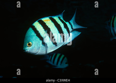 Sergente maggiore pesce (Abudefduf vaigiensis). Egitto, Mar Rosso Foto Stock