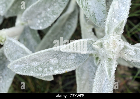 Stachys byzantina - Agnello l orecchio Foto Stock