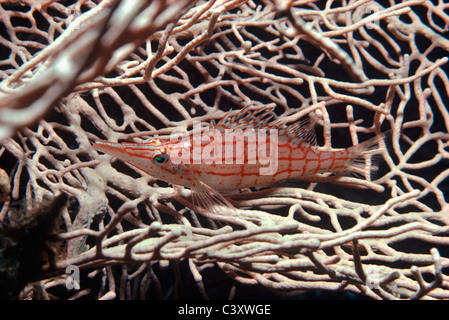 Un Longnose Hawkfish (Oxycirrhitus typus) rets sul corallo Gorgonia. Egitto, Mar Rosso Foto Stock