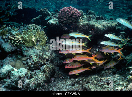 Tonno albacora Goatfish ( Mulloides vanicolensis) scolarizzazione sulla barriera corallina. Egitto, Mar Rosso. Foto Stock