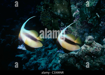 Coppia di Mare Rosso Bannerfish (Heniochus intermedius), noto anche come Moorish Idols. Egitto, Mar Rosso. Foto Stock