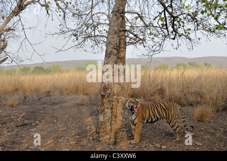 Collare Radio tigre visualizzazione flehman comportamento in Ranthambhore national park, Rajasthan, India. Foto Stock