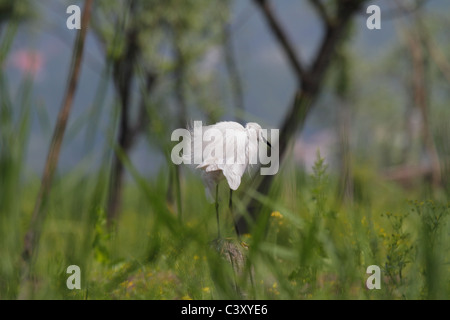 Garzetta arruffare fino Foto Stock