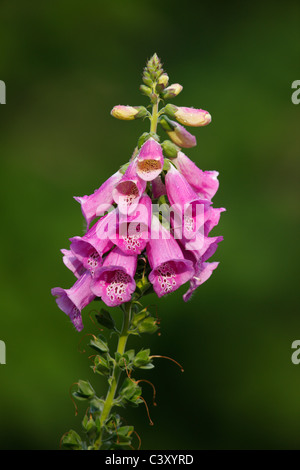 Foxglove comune (Digitalis purpurea) nel Central Park di New York Foto Stock