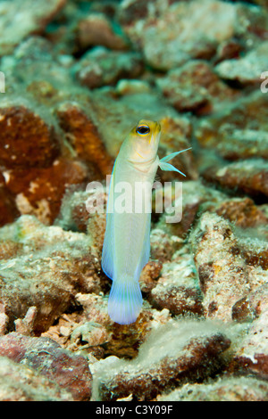 Jawfish Yellowhead (Opistognathus aurifrons) su un tropical Coral reef al largo dell'Isola di Roatan, Honduras. Foto Stock