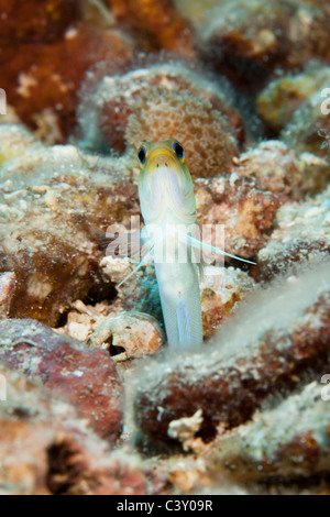 Jawfish Yellowhead (Opistognathus aurifrons) su un tropical Coral reef al largo dell'Isola di Roatan, Honduras. Foto Stock