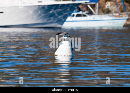 Seagull con ali spiegate di atterraggio su una boa galleggiante sull'acqua nei pressi di barche a vela Foto Stock