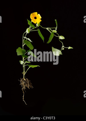 Fioritura Thunbergia Black-Eyed Susan di piante di vite con radici Foto Stock