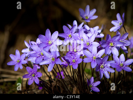 Un bouquet di centella blu Foto Stock