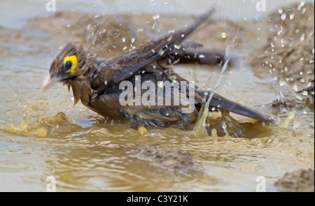 Wattled starling la balneazione Foto Stock