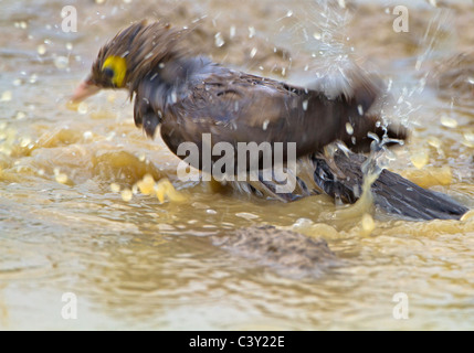 Wattled starling la balneazione Foto Stock