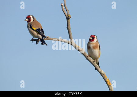 Cardellini Carduelis carduelis sul ramo Foto Stock