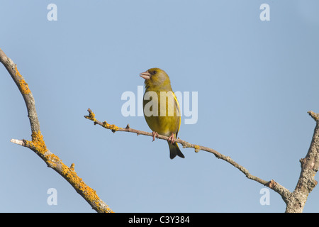 Carduelis cloris, verdeggiante, arroccato nel Hedgerow nella campagna norfolk Foto Stock