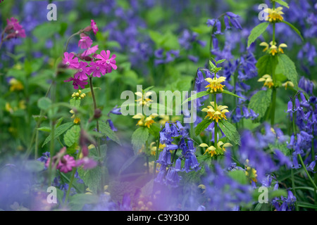 Giallo Arcangelo Bluebells Hyacintoides non-scriptus & Red Campion Growing in Woodland Norfolk UK Aprile Foto Stock