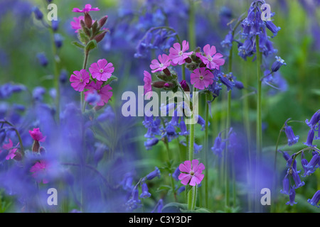 Bluebells Hyacintoides non-scriptus & fiori di Campion rosso che crescono nel bosco di primavera Foto Stock