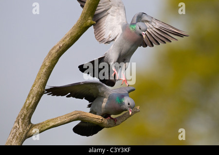 Magazzino Colomba Columba oenas coppia sbarco Foto Stock