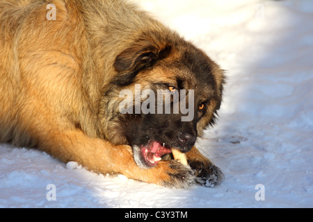 Pastore del Caucaso cane mangia osso in inverno Foto Stock