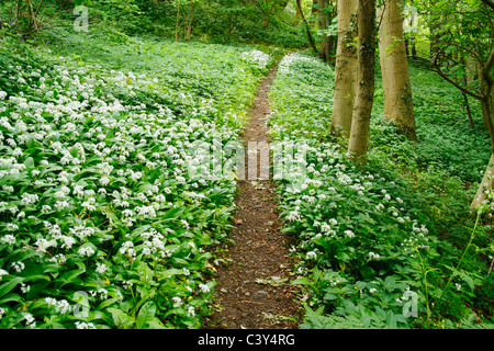 Sentiero attraverso aglio selvatico nel bosco in prossimità di grande Ayton, North Yorkshire, Inghilterra, Regno Unito Foto Stock