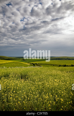 Harrow Hill dal South Downs Way, West Sussex, Regno Unito Foto Stock