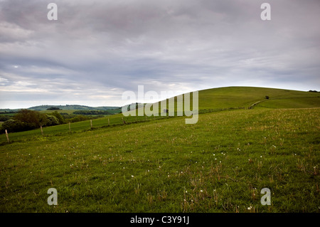 Blackpatch Hill sulla South Downs West Sussex, Regno Unito Foto Stock