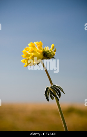 Wild impianti balneari sulla spiaggia di Shoreham-da-Mare, West Sussex, Regno Unito Foto Stock