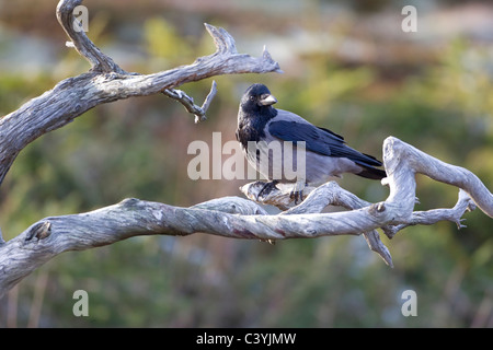 Cornacchia Mantellata Corvus Corone Appollaiato tra i rami di un nodose e ritorto Albero morto Foto Stock