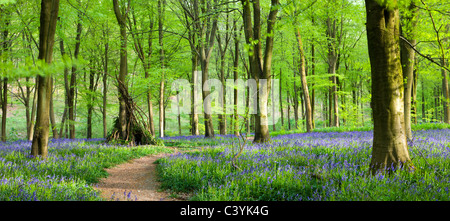 I boschi di faggio e tappeti delle Bluebells, West boschi, Marlborough, Wiltshire, Inghilterra. Molla (Maggio 2009). Foto Stock