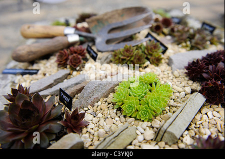 Giardino alpino giardino società Worcestershire fu fondata 1929. Un letto misto di piante alpine Foto Stock