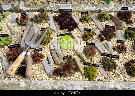 Giardino alpino giardino società Worcestershire fu fondata 1929. Un letto misto di piante alpine Foto Stock