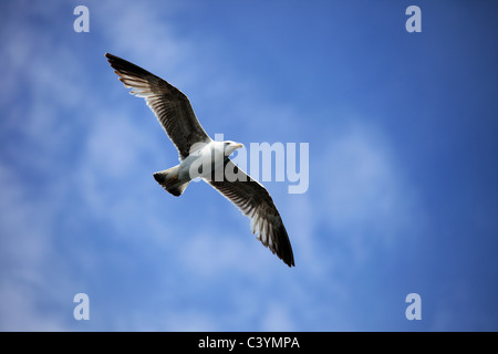 Seagull in volo in Grecia Foto Stock
