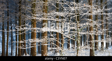 Neve e ghiaccio coperto di alberi in un bosco di pini, Morchard legno, Morchard Woodland, Devon, Inghilterra. Inverno (dicembre 2010). Foto Stock