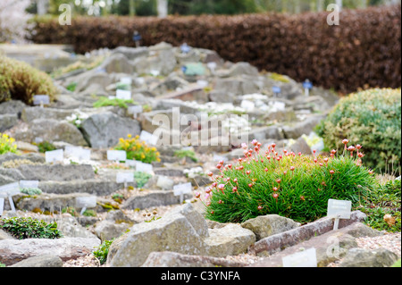 Giardino alpino giardino società Worcestershire fu fondata 1929. La carità è stata avviata al fine di promuovere gli interessi di piante alpine Foto Stock