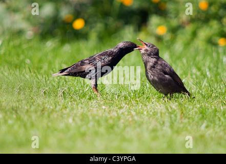 Recentemente sviluppato pulcino Starling essendo alimentato da adulto, Warwickshire Foto Stock