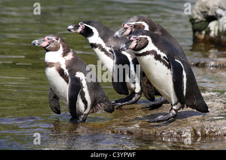 Gruppo di pinguini Humboldt Spheniscus Humboldti circa a tuffarsi in acqua Foto Stock