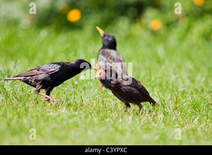 Recentemente sviluppato pulcino Starling essendo alimentato da adulto, Warwickshire Foto Stock