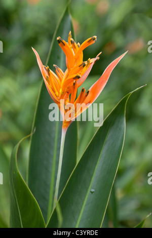 Heliconia - uccello del paradiso - in Bussorah Street, Singapore 6 Foto Stock