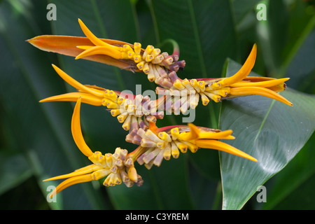 Heliconia - uccello del paradiso - in Bussorah Street, Singapore 7 Foto Stock