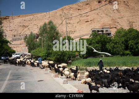 Capra herder lungo la strada che passa attraverso la gola di Dades Foto Stock