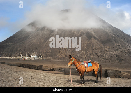 Supporto di cavallo nella parte anteriore del vulcano in Java, Indonesia Foto Stock