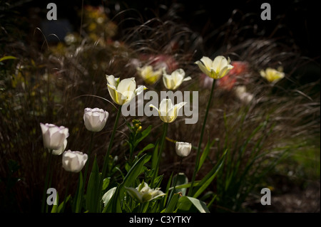 Tulipa 'Spring Verde' e Tulipa 'Shirley' con Carex comans bronzo in background Foto Stock